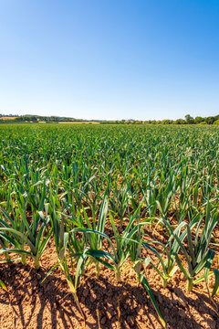 Leeks growing in summer field
