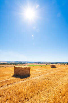 Sun shining over stacks of hay bales in harvested field