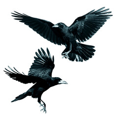 Rook Corvus frugilegus flying black bird isolated on white background mix two birds