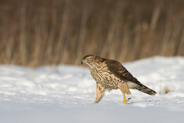 Birds of prey Goshawk Accipiter gentilis juvenile bird hunting time Poland Europe bird walking on the ground snowy winter time