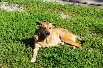 Adult domestic red simple dog among the grass