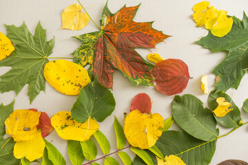 Fall background from yellowed leaves