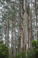 Fototapeta premium Most species of Eucalyptus are native to Australia, and every state and territory has representative species. About three-quarters of Australian forests are eucalypt forests