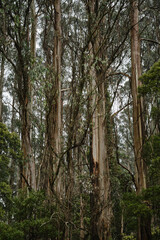 Most species of Eucalyptus are native to Australia, and every state and territory has representative species. About three-quarters of Australian forests are eucalypt forests
