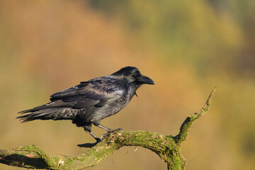 Fototapeta premium A beautiful raven ( Corvus corax ) North Poland Europe black bird crow perched on tree