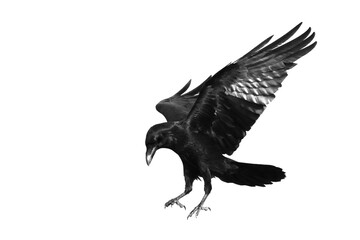 Bird flying raven isolated on white background Corvus corax. Halloween