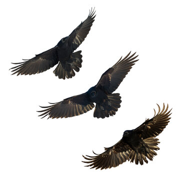 Birds flying ravens isolated on white background Corvus corax. Halloween - mix three birds