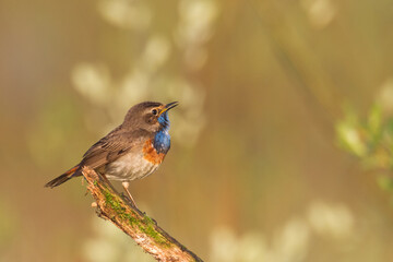 Bird Bluethroat Luscinia svecica migratory small bird singing and perching spring time amazing morning Poland Europe a bird that lives in reeds in river valleys