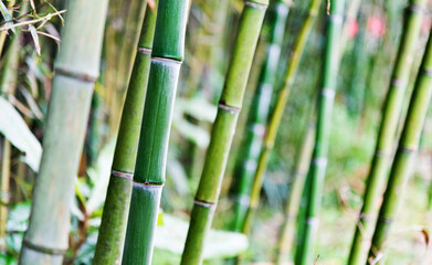 Fototapeta premium Green bamboo forest for background
