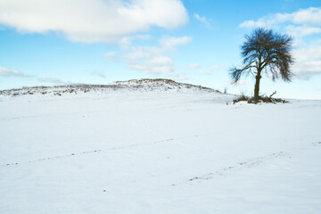 silhouette of lonely tree on the hill in Poland, Europe on sunny day in winter, amazing clouds in blue sky