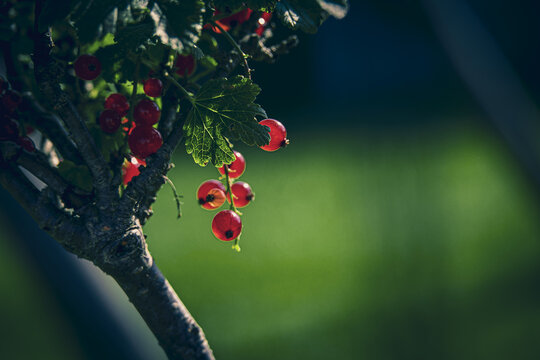 ripe red currant in a summer garden on a bush on a summer day