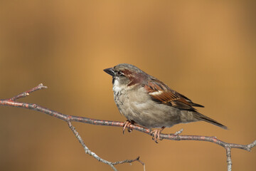 Obraz premium Bird - House sparrow Passer domesticus sitting on the branch nex to the feeder, winter time, orange background