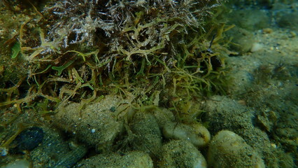 Fototapeta na wymiar Brown algae forkweed or doubling weed (Dictyota dichotoma) undersea, Aegean Sea, Greece, Halkidiki 
