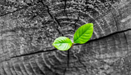Young plant growing on dead stump