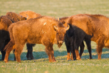 Mammals - wild nature European bison ( Bison bonasus ) Wisent herd standing on the autumn field North Eastern part of Poland, Europe Knyszynska Forest