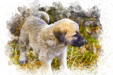 Watercolor puppy on grass, cute and sweet street animal concept, Watercolor painting dirty small baby dog, street puppy