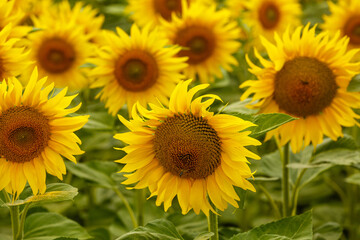 Beautiful field of blooming sunflowers, sunflower field natural background