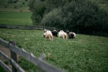Obraz premium Herd of sheep in the mountains - The Tatra Mountains, Poland, Zakopane.