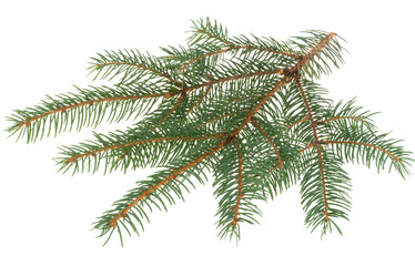 Fir branch isolated