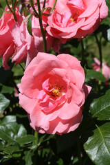 Pink roses (grade Lawinia, Rosen Tantau, 1983) in Moscow garden. Buds, inflorescence of flower closeup. Summer nature. Postcard with pink rose. Roses blooming. Pink flowers, rose blossom, bloom. Photo