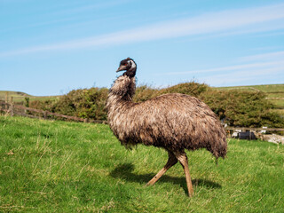Tall adult brown emu on a green grass field in a zoo. Warm sunny day. Powerful animal in an open...