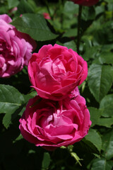 Pink rose (grade Ulrich Brunner Fils, Levet, 1881) in Moscow garden. Buds, inflorescence of flower closeup. Summer nature. Postcard with pink rose. Roses blooming. Pink flowers, rose blossom. Photo