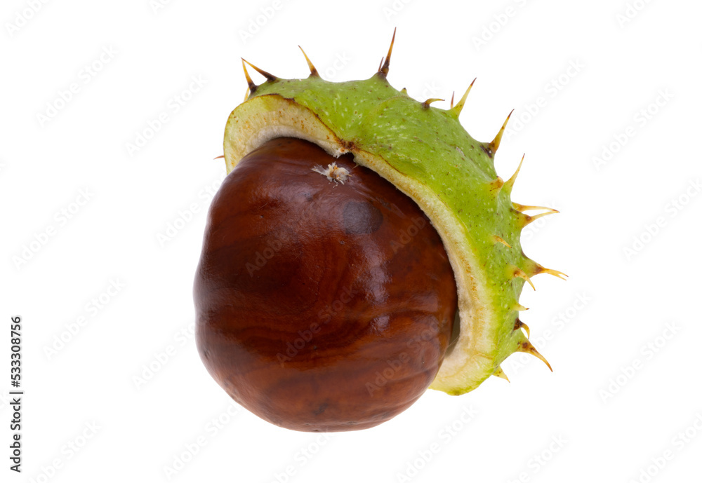 Sticker chestnut isolated