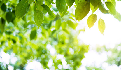 Fototapeta na wymiar Green spring leaves for background