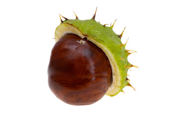 chestnut isolated