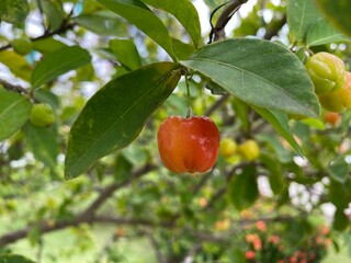 apples on a tree