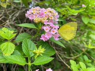 butterfly on flower