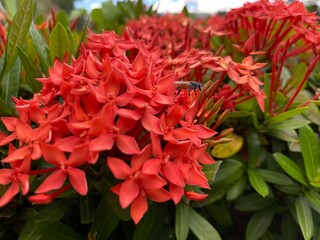 red and yellow flowers