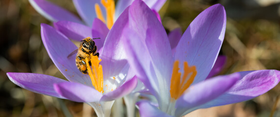 pszczoła cała w pyłku na kwiatku krokusa w ogrodzie. bee in a crocus