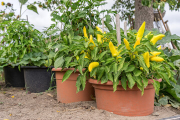 Fototapeta na wymiar Plant with yellow peppers in a pot