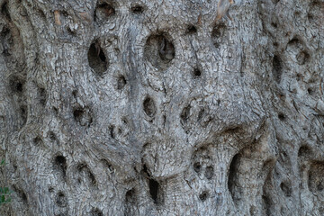 Background of embossed textured wood with holes, old olive tree