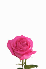fresh pink rose flower isolated. rose petals with water drops