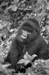 マウンテンゴリラ