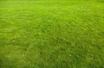 green grass background