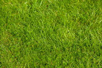 green grass texture
