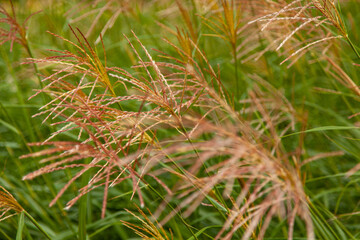 close up of grass