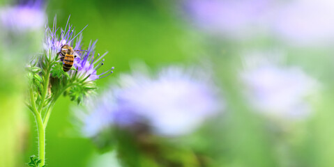 Bee and flower phacelia. Close up of a large striped bee collects honey from phacelia on a green background. Phacelia tanacetifolia (lacy). Banner