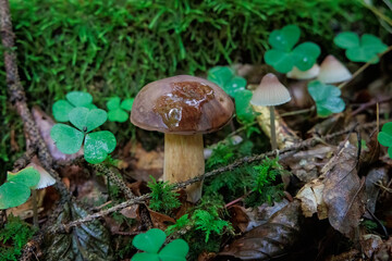 A young bay bolete on the forest floor among moss and foliage is a desirable edible mushroom
