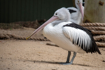 Australian Pelican (Pelecanus conspicillatus)