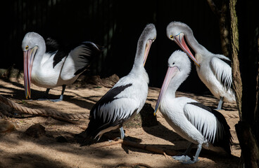 Australian Pelican (Pelecanus conspicillatus)