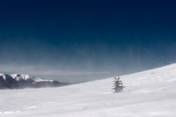 Small tree on a mountain slope under the strong wind. Wind and snowfall on the mountain slope. Winter landscape.