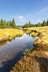 Vertical shot of summer morning landscape with creek