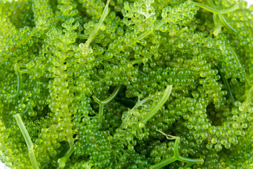 Sea Grapes , Umi-budou, Seaweed , green caviar, Healthy sea food  background