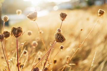 Dry grass with dew on meadow after rain in sunset sunlight. Dew on grass. Sunny day in meadow after...
