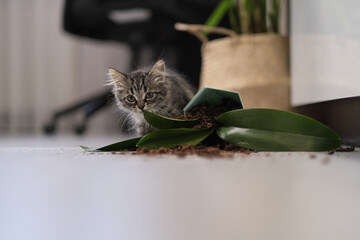 Cute kitten and dropped planter with a flower on the floor. damage from pets. Kitten play and...
