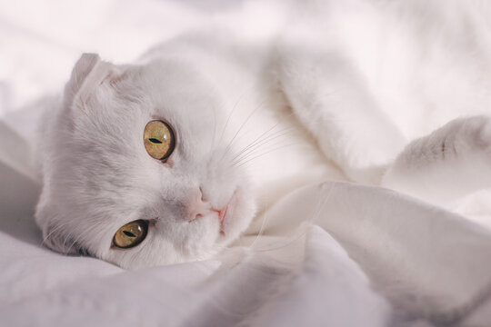 White lop-eared cat with big eyes lies on a white bed. Scottish fold cat on a white background. Funny white cat is resting on sheet at home.